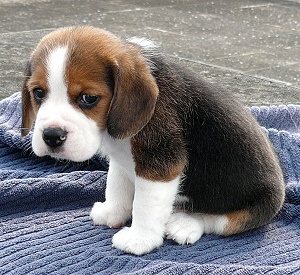 sad-puppy