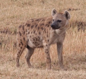 Hyena