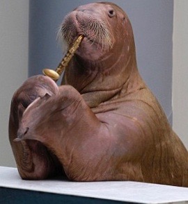 APTOPIX Turkey Dolphinarium