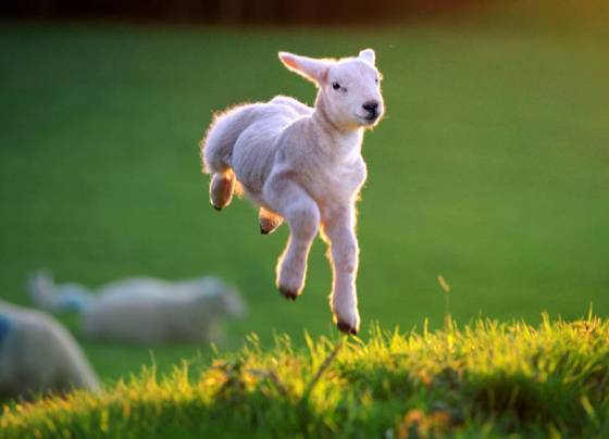 spring-lamb-1.jpg